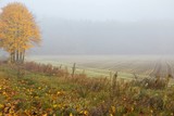 Fototapeta  - Jesienne zaorane pole z klonem z żółtymi liścimi, mglisty poranek
