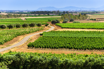 Wall Mural - Paesaggio di vigne in Italia