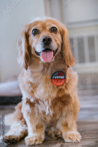 Dog with voting election sticker