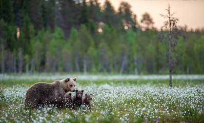 Wall Mural - she-bear and bear cubs in the summer forest on the bog among white flowers. natural habitat. brown b