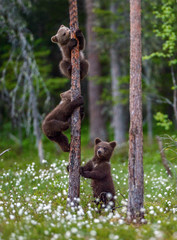 Wall Mural - brown bear cubs climbs a tree. natural habitat. in summer forest. sceintific name: ursus arctos.