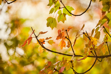 Wall Mural - Maple trees showing their fall colors, Pennsylvania Dutch Country, Lancaster County, Pennsylvania, USA
