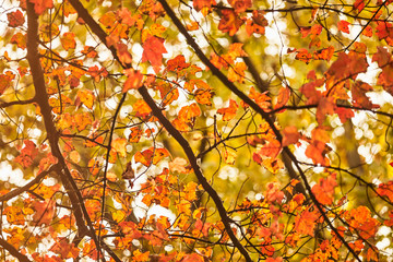 Wall Mural - Maple trees showing their fall colors, Pennsylvania Dutch Country, Lancaster County, Pennsylvania, USA