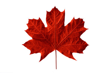 red maple leaf isolated on white background