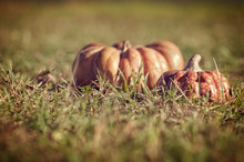 Two Pumpkins On The Grass