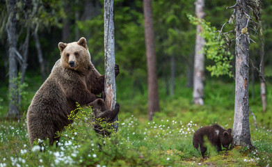 Wall Mural - She-bear and cubs. Brown bear cubs climbs a tree. Natural habitat. In Summer forest. Sceintific name: Ursus arctos.