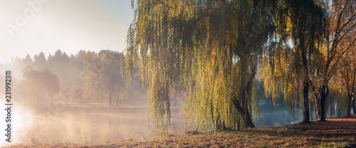 Cuadros en Lienzo autumn foggy morning in the city park