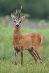 Poster - Roebuck - buck (Capreolus capreolus) Roe deer - goat