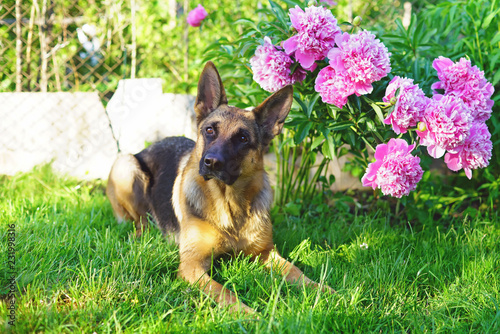 Short Haired German Shepherd Dog Lying Down On A Green Grass Near