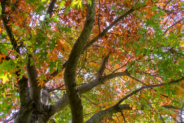 tree in the beginning of autumn