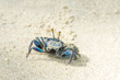 One blue crab on sandy beach - wildlife photography