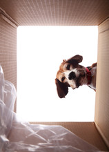 Cute Dog Taking A Look Inside Of A Box