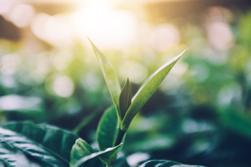 leaf Plant part Green color Plant Growth close-up Nature no people selective focus beauty in Nature outdoors day focus on foreground