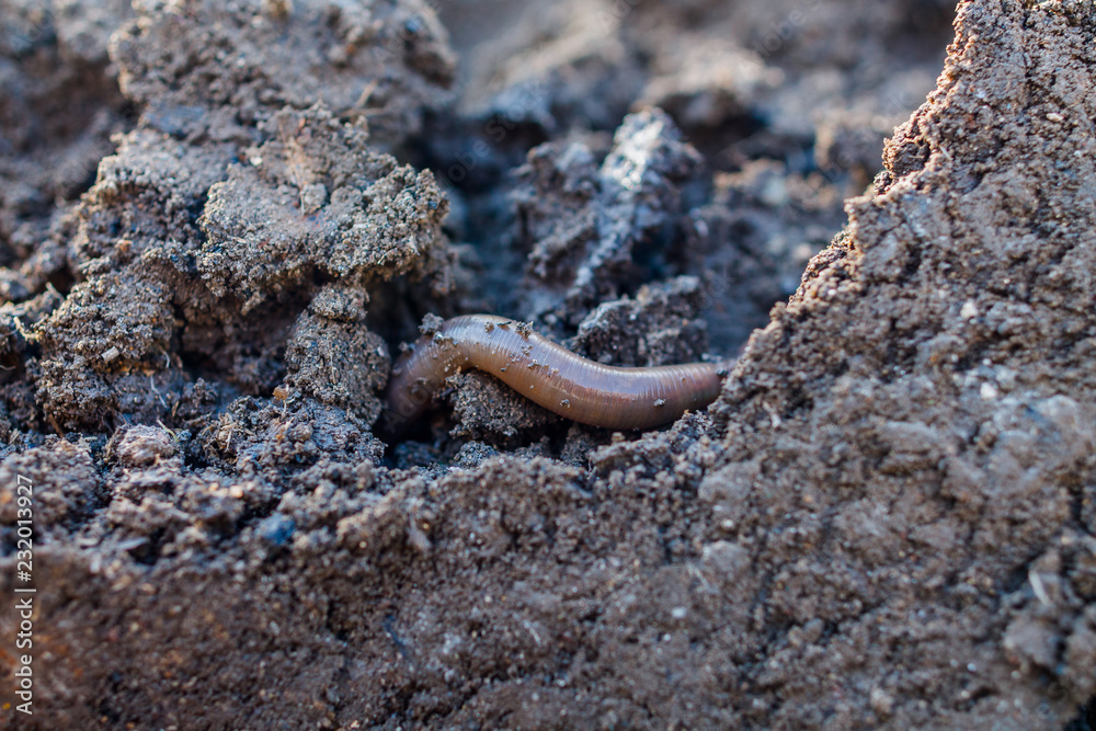 Fat worm crawling on the ground. The worm improves the soil Stock Photo ...