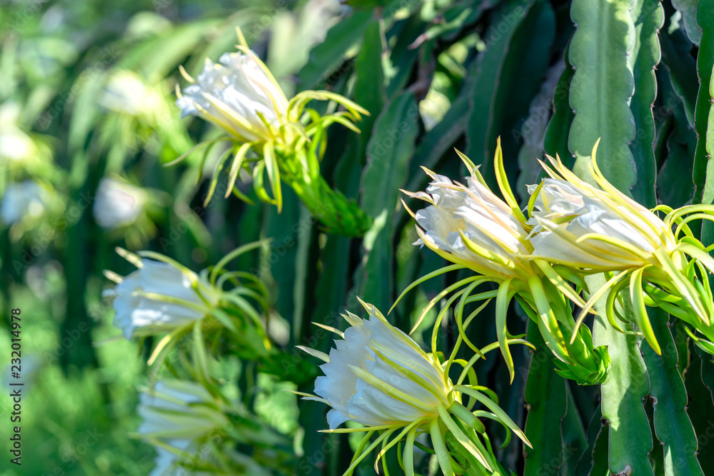 Dragon fruit flower in organic farm. This flower blooms in 4 days if ...