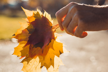 Wall Mural - Hand holding colorful maple tree leaves