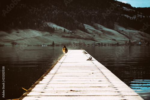 Fotografia Lonely bird sitting on the lake pier, coast with houses in the background