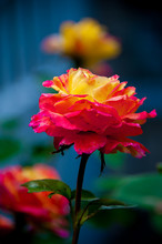 BEAUTIFUL YELLOW ROSE WITH PINK TIPS. Beautiful Yellow Rose With Pink Edge Petals On Blurred Background.
