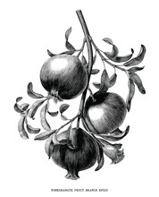 Pomegranate Fruit Branch Botanical Vintage Engraving Illustration Isolated On White Background