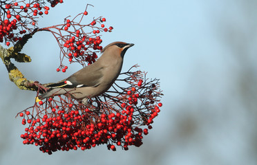 Wall Mural - A magnificent Waxwing (Bombycilla garrulus) feeding on Rowan tree berries in the UK.	