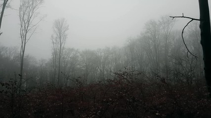 Poster - Moving sideway. Dark creepy foggy forest during moody autumn morning. Light in the distance. Drak trees silhouettes