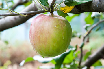 Wall Mural - Close-up of green apples