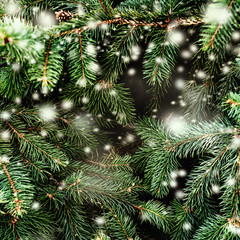 Wall Mural - christmas background with falling white snow and fir tree branches. merry christmas festive card. co