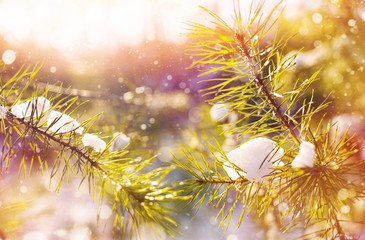 Wall Mural - Winter bright background with snowy pine branches in the sun