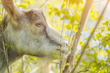 A goat eats leaves in the outdoor