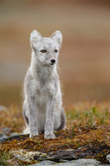 Wall Mural - Arctic fox in a fall setting on a cold part of Norway