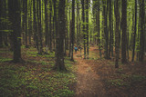 Fototapeta Łazienka - trekking nel bosco