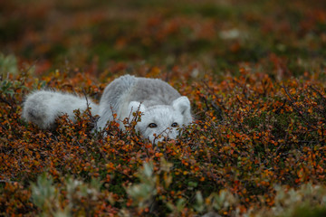 Wall Mural - arctic fox in a autumn setting in the arctic part of norway