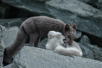Wall Mural - Arctic fox in a autumn setting in the arctic part of Norway
