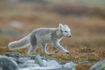 Wall Mural - arctic fox in a autumn setting in the arctic part of norway