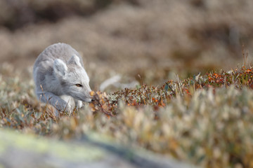 Wall Mural - arctic fox living in the arctic part of norway, seen in autumn setting.