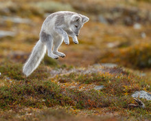 Arctic Fox Living In The Arctic Part Of Norway, Seen In Autumn Setting.