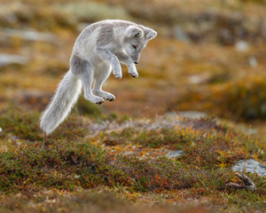 arctic fox living in the arctic part of norway, seen in autumn setting.