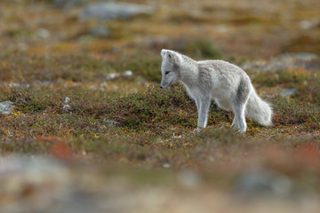 Wall Mural - Arctic fox living in the arctic part of Norway, seen in autumn setting.