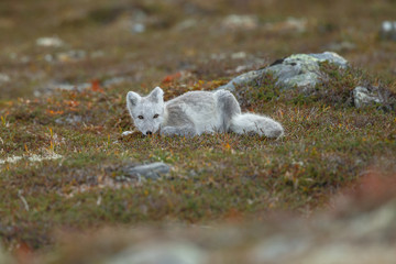 Wall Mural - Arctic fox living in the arctic part of Norway, seen in autumn setting.