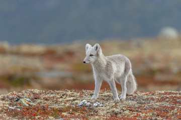 Wall Mural - arctic fox living in the arctic part of norway, seen in autumn setting.