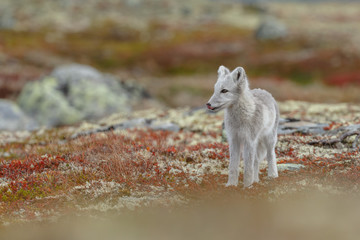 Wall Mural - Arctic fox living in the arctic part of Norway, seen in autumn setting.
