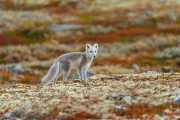 Wall Mural - Arctic fox living in the arctic part of Norway, seen in autumn setting.