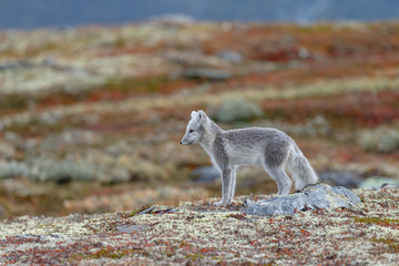 Wall Mural - Arctic fox living in the arctic part of Norway, seen in autumn setting.