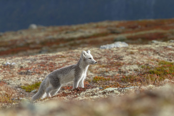 Wall Mural - Arctic fox living in the arctic part of Norway, seen in autumn setting.