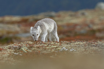 Wall Mural - Arctic fox living in the arctic part of Norway, seen in autumn setting.
