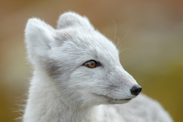 arctic fox living in the arctic part of norway, seen in autumn setting.