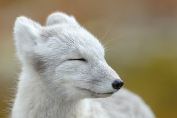 arctic fox living in the arctic part of norway, seen in autumn setting.