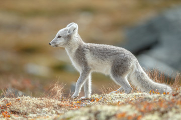 Wall Mural - Arctic fox living in the arctic part of Norway, seen in autumn setting.