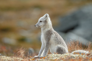 Wall Mural - Arctic fox living in the arctic part of Norway, seen in autumn setting.