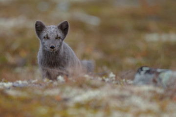 Wall Mural - Arctic fox living in the arctic part of Norway, seen in autumn setting.